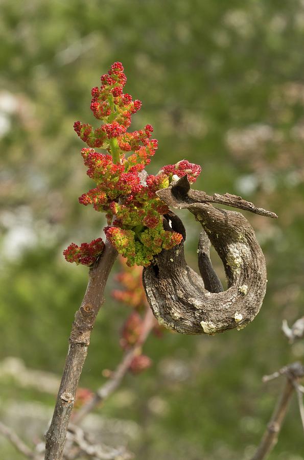 Turpentine Tree (pistacia Terebinthus) By Bob Gibbons Science Photo Library