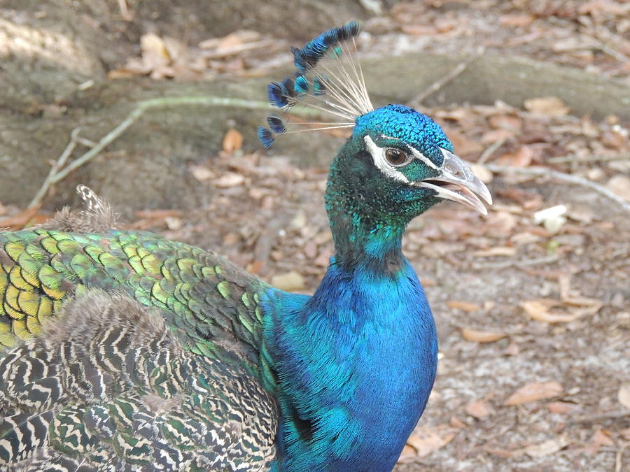 Turquoise Feathers Photograph by Carol Weiser - Fine Art America