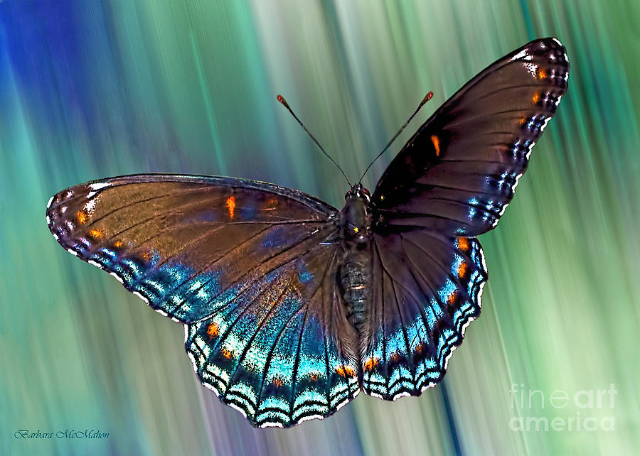 Turquoise Flight Photograph by Barbara McMahon