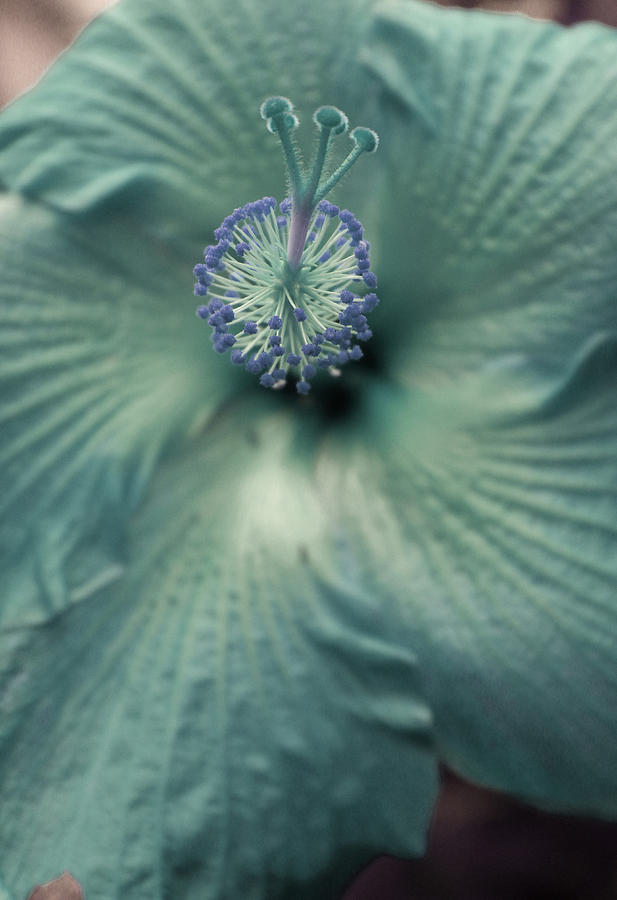 Abstract Photograph - Turquoise Flower by The Art Of Marilyn Ridoutt-Greene