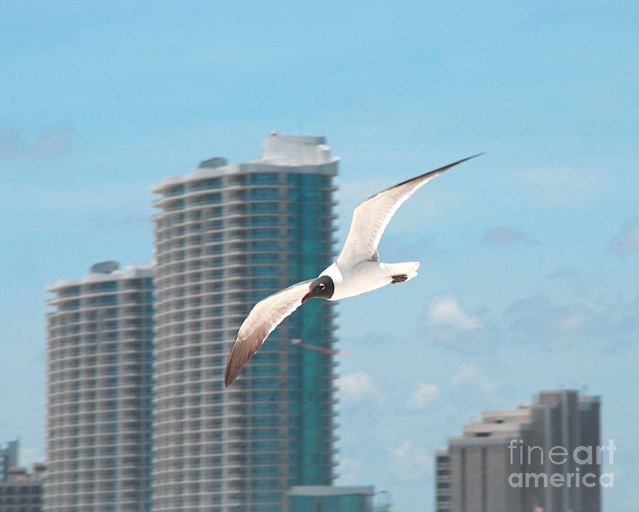 Turquoise gull Photograph by Barry Bohn