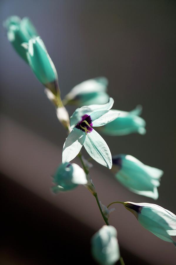 Turquoise Ixia (ixia Viridiflora) Photograph by Science Photo Library Turquoise Ixia (ixia Viridiflora) Photograph by Science Photo Library