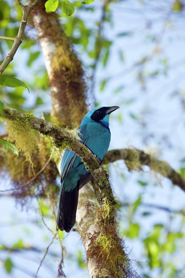 Turquoise Jay Photograph by Science Photo Library Turquoise Jay Photograph by Science Photo Library