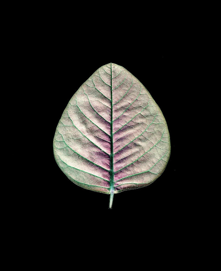 Turquoise leaf Photograph by Sumit Mehndiratta