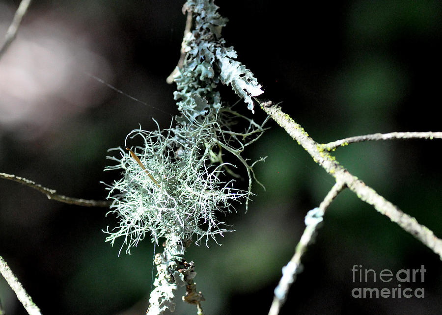 Turquoise Lichen 2 Photograph by Tatyana Searcy