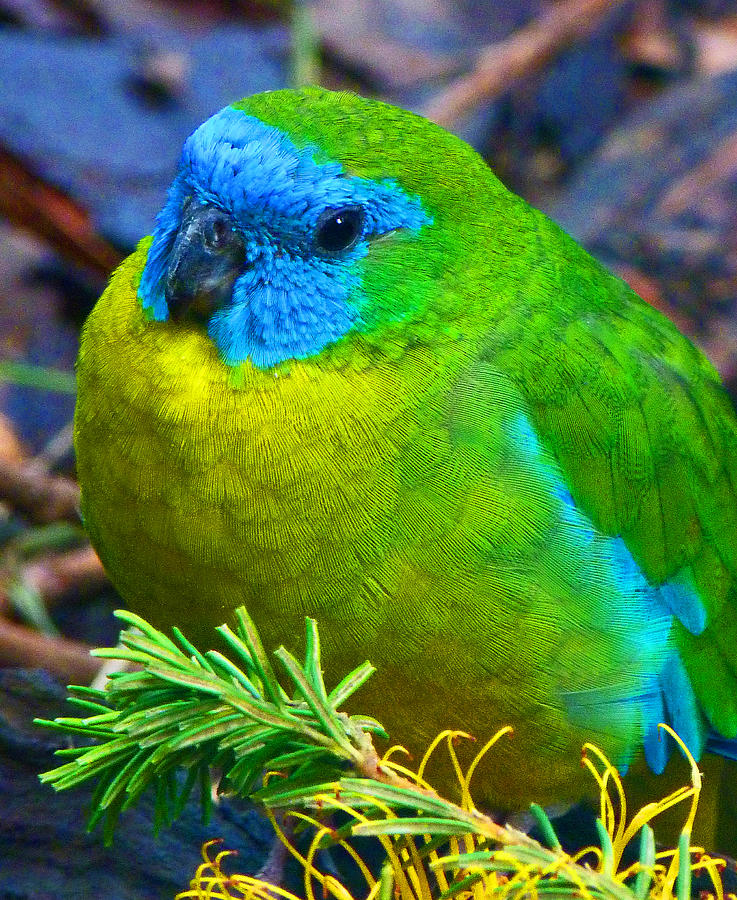 Turquoise Parrot Photograph by Margaret Saheed