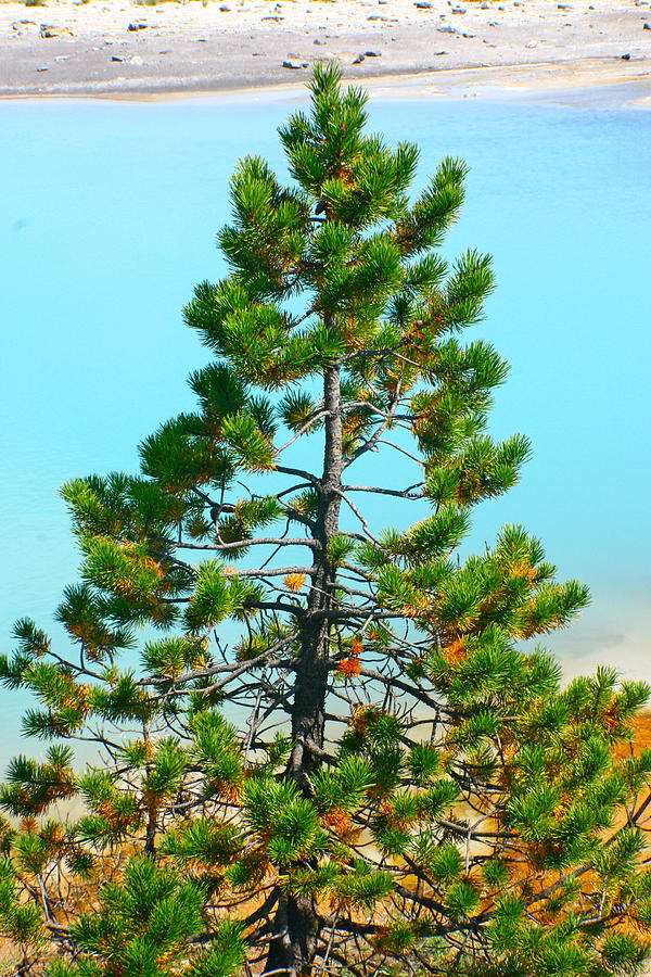Turquoise Tree Photograph by Jon Emery