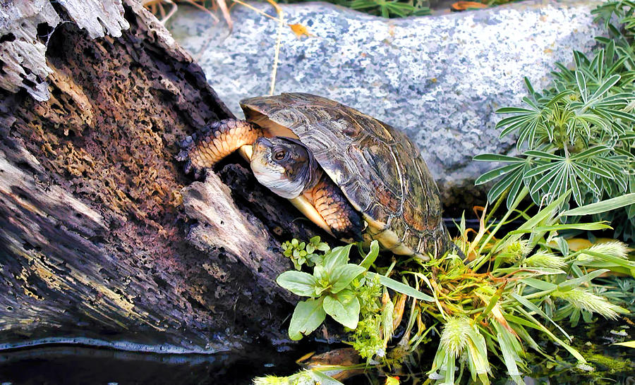 Turtle 1 Photograph by Dawn Eshelman