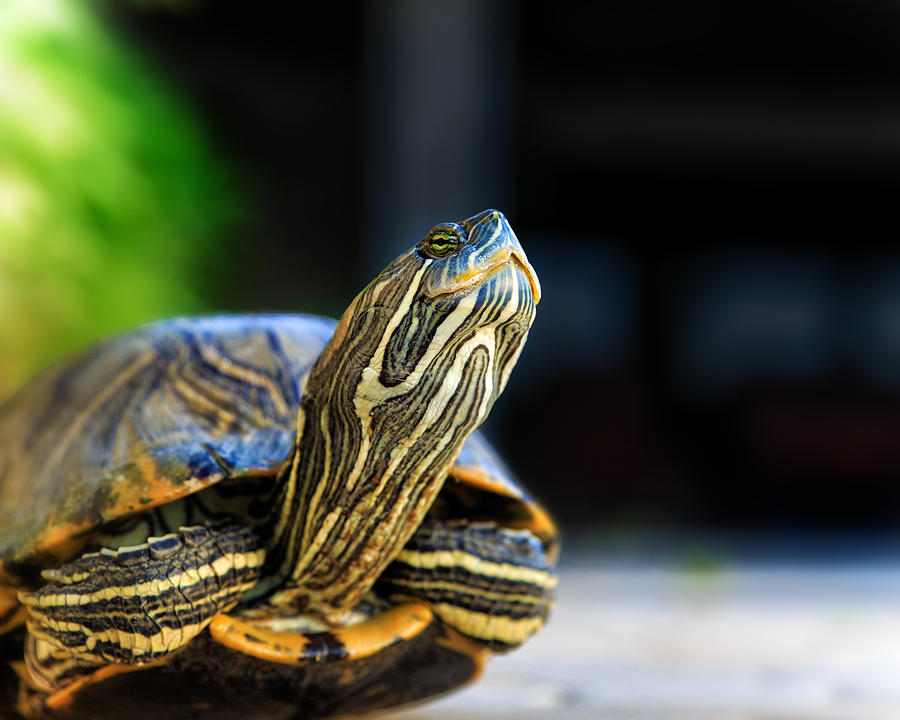 Turtle 1 Photograph By Donna Kirby - Fine Art America