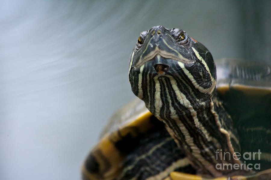 Turtle 2 Photograph by Christine Sponchia