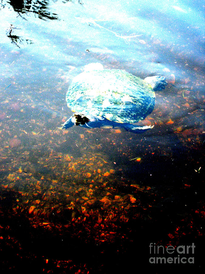Turtle 59 Photograph by Oksana Semenchenko