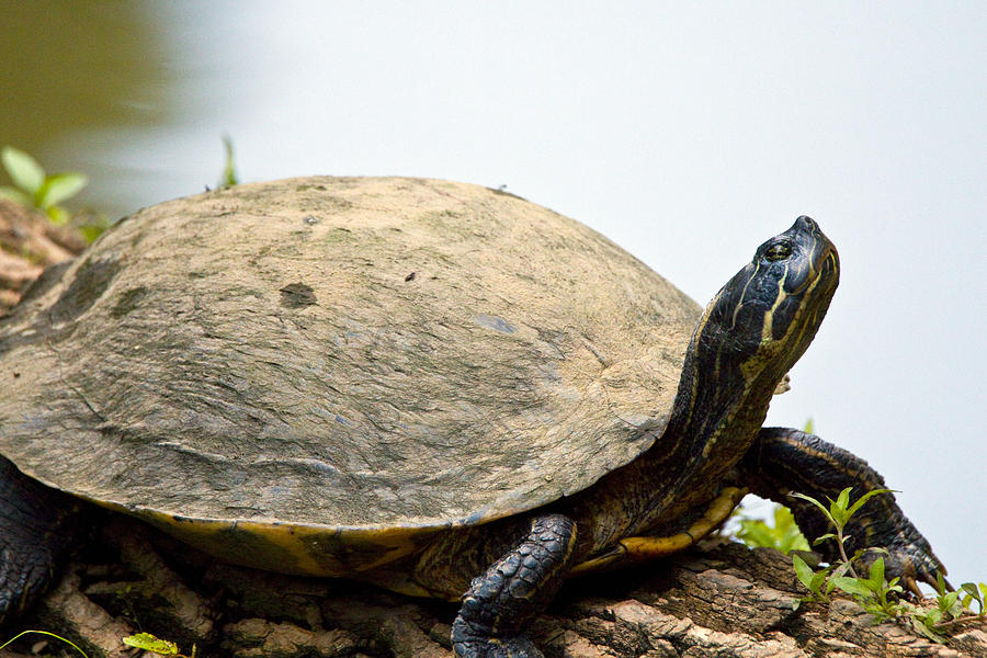 Turtle Alert I Photograph by Vernis Maxwell - Fine Art America