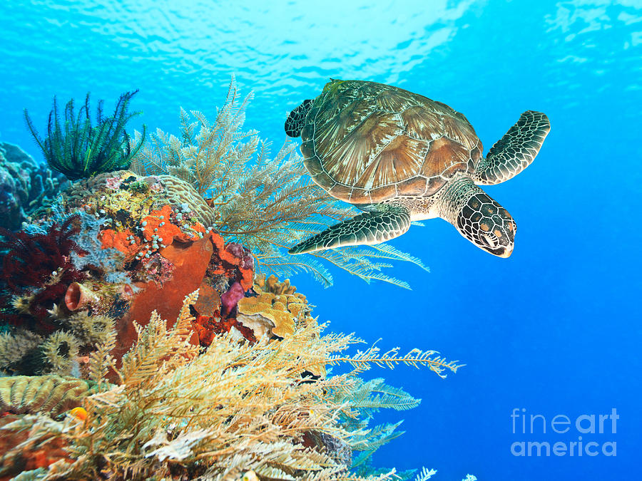 Turtle Photograph - Turtle and coral by MotHaiBaPhoto Prints