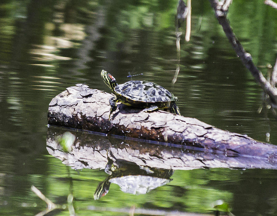 Turtle and Dragon Fly Photograph by David Fishter - Fine Art America