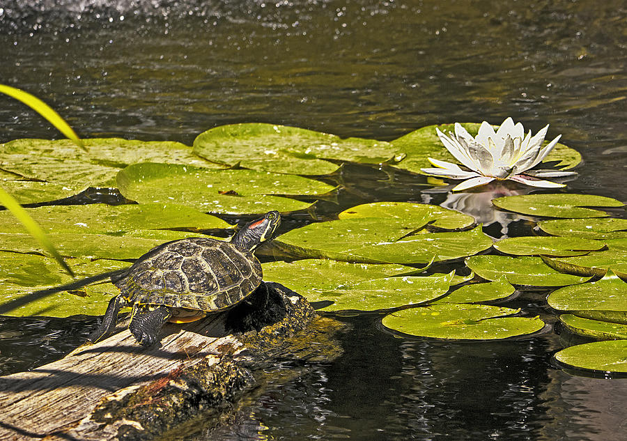 Turtle and Lily in Pond Photograph by Karma Ganzler - Fine Art America