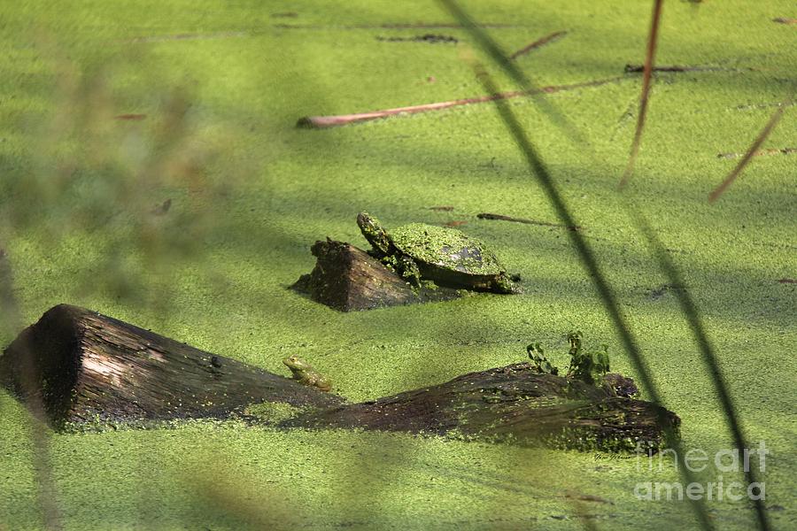 Turtle and little Frog Photograph by Yumi Johnson