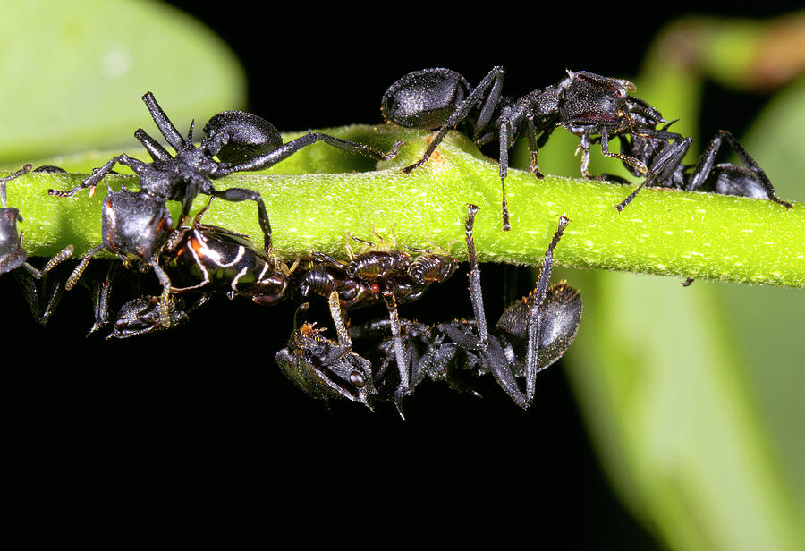 Turtle Ants Tending Leafhoppers Photograph by Dr Morley Read
