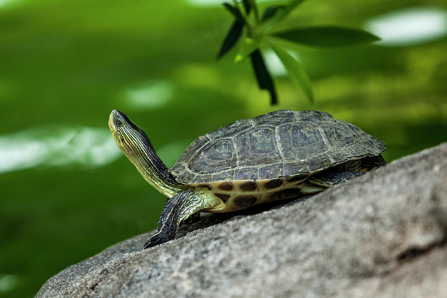 Turtle At Hong Kong Park by Jenny Jones