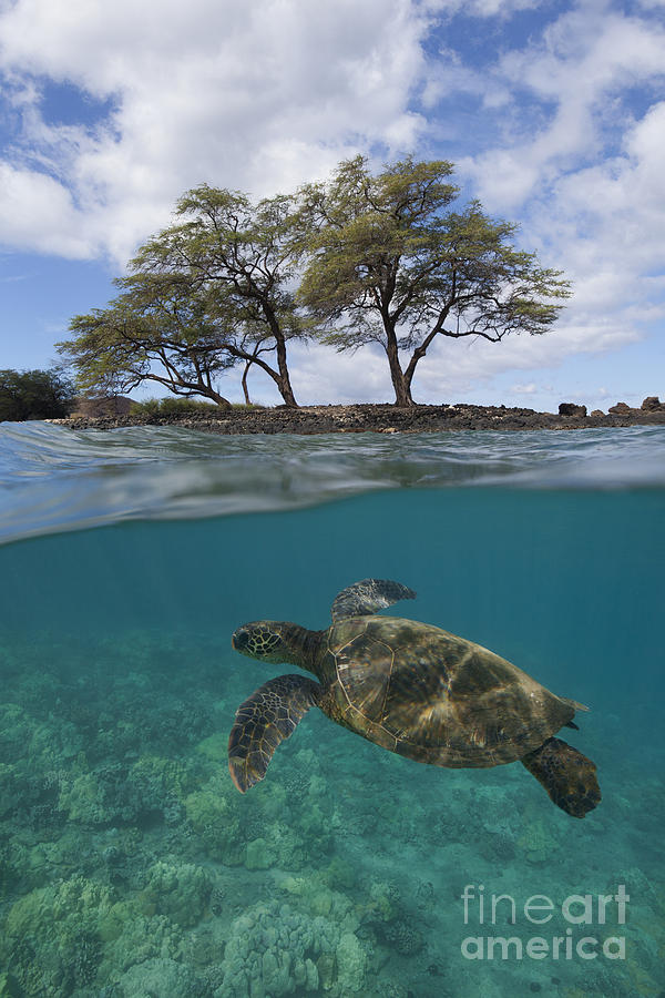 Turtle at Makena Landing Photograph by David Olsen