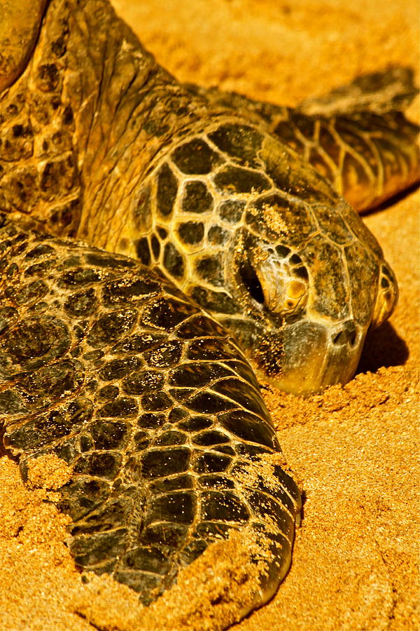 Turtle at Rest Photograph by Michael Cinnamond