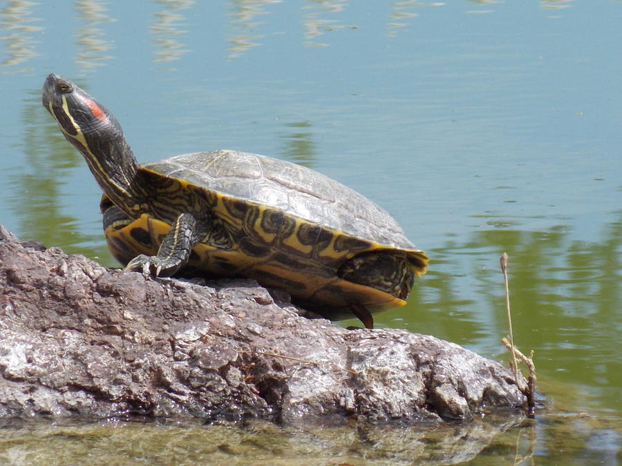 Turtle at the Lake Photograph by Nina Kindred - Fine Art America