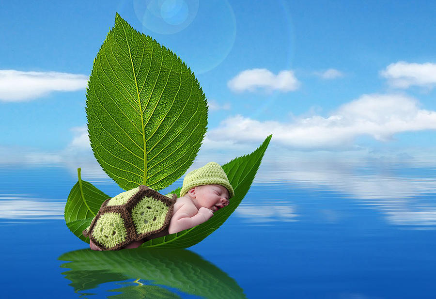 Turtle Baby in a Leaf Boat Photograph by Maureen E Ritter - Pixels