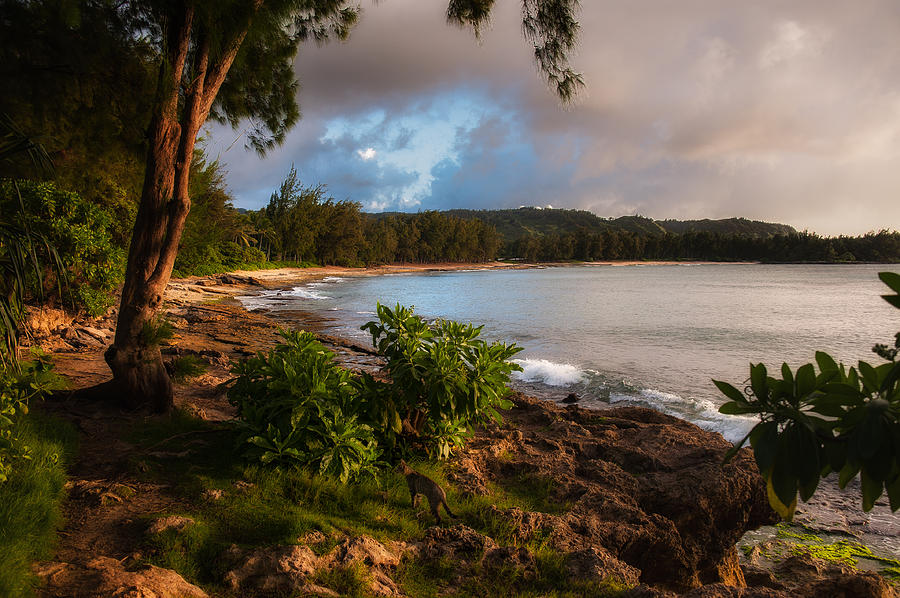 Turtle Bay Dusk Photograph by Harry Spitz