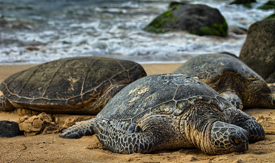 Turtle Beach Photograph by Chris Multop