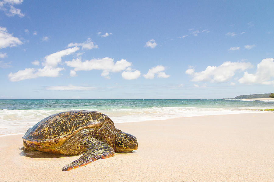 Turtle Beach Photograph by Doug Falter - Fine Art America