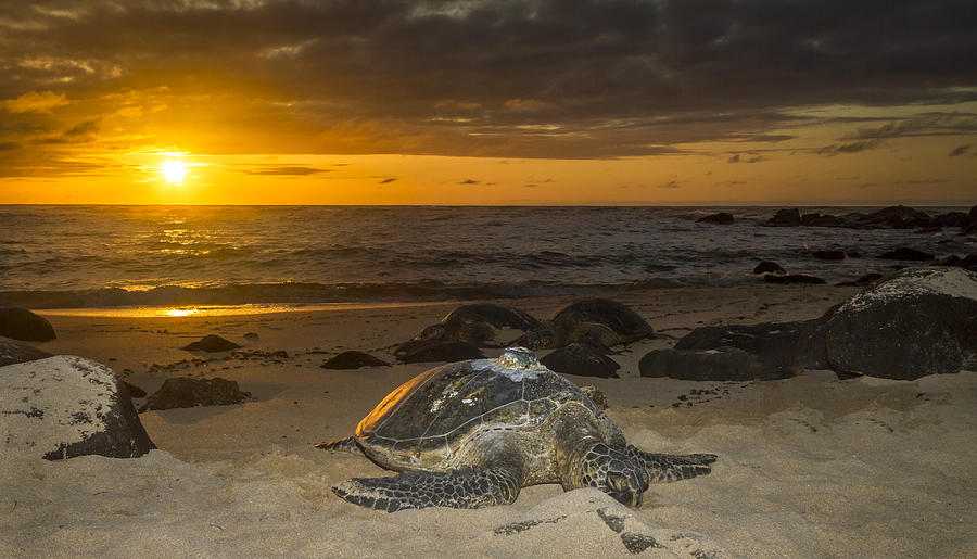 Turtle Photograph - Turtle Beach sunset Oahu Hawaii by Jianghui Zhang
