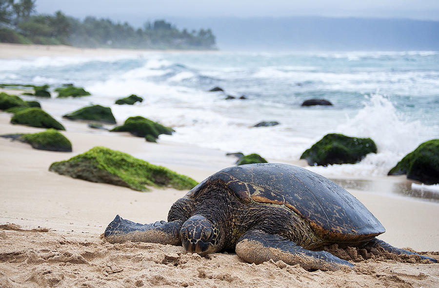 Turtle Beach Photograph by Taylor Sanderson - Fine Art America