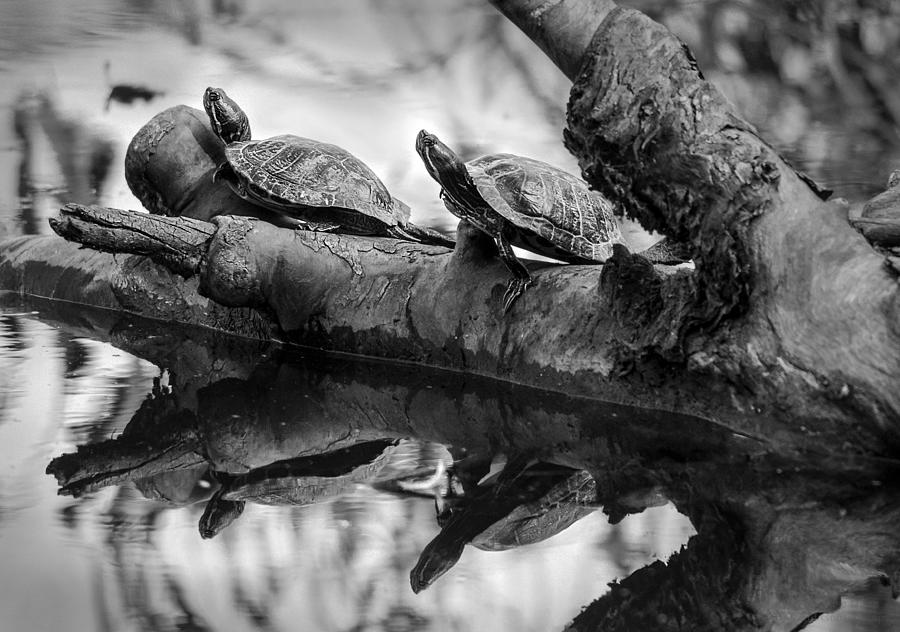 Turtle BFFs BW By Denise Dube Photograph by Denise Dube