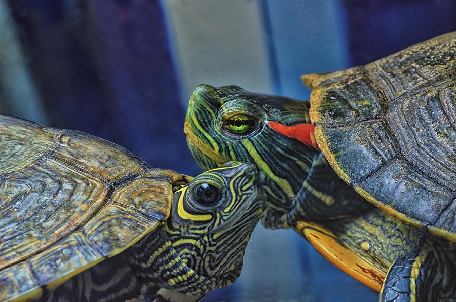 Turtle Blues Photograph by Sue Capuano