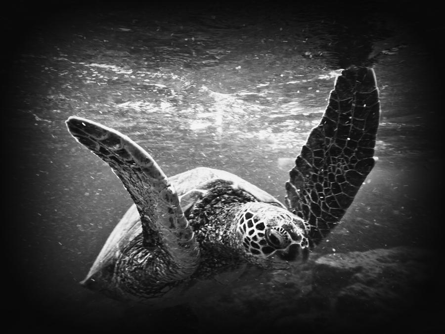 Turtle Photograph by Byron Fair - Fine Art America