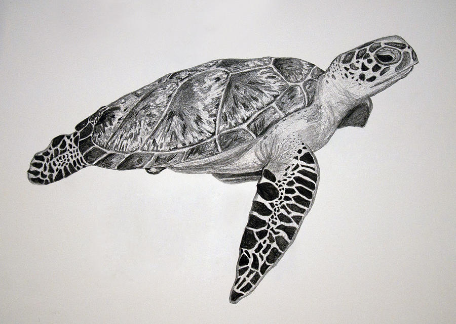 Turtle Drawing by Chamar Radloff
