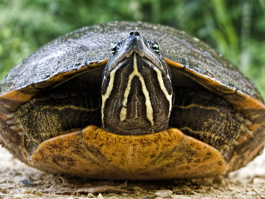 Turtle Close Up Photograph by Francis Sullivan