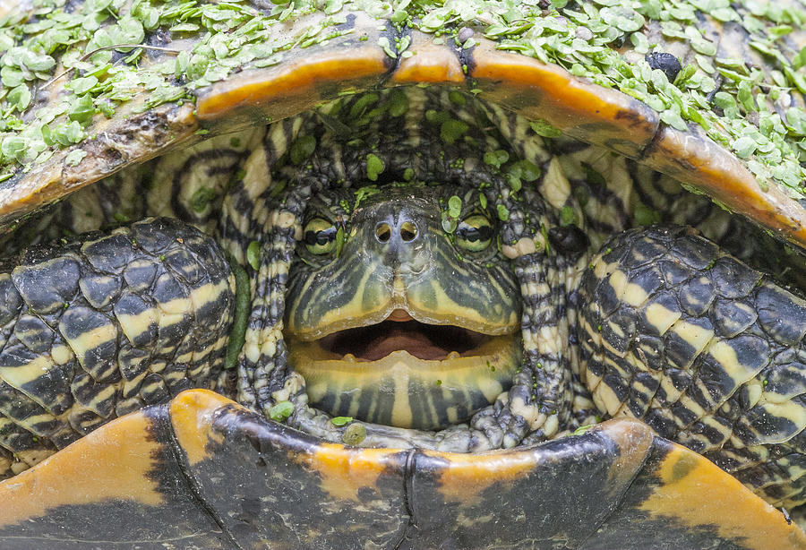 Turtle Photograph - Turtle Covered with Duckweed by Steven Schwartzman