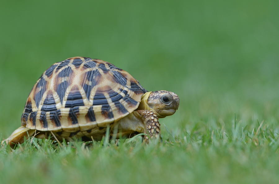 Turtle crawling on grass Photograph by Asif Sherazi