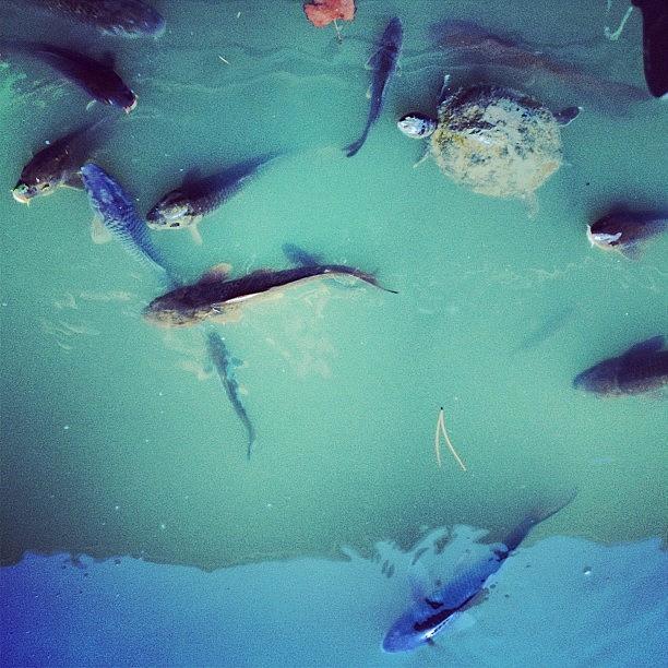 Turtle Photograph - #turtle Creepin On Dem #fishies by Mini Montoya
