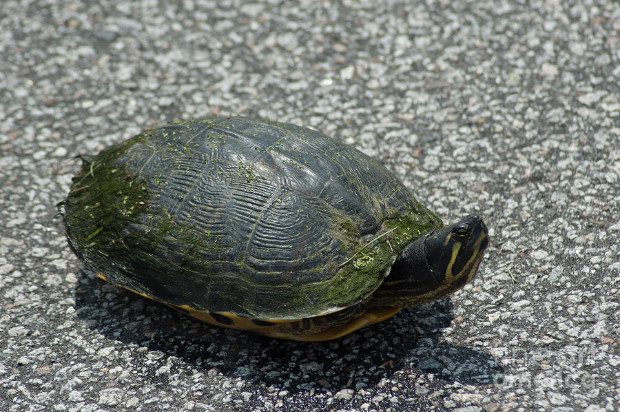 Turtle Crossing Photograph by Dale Powell