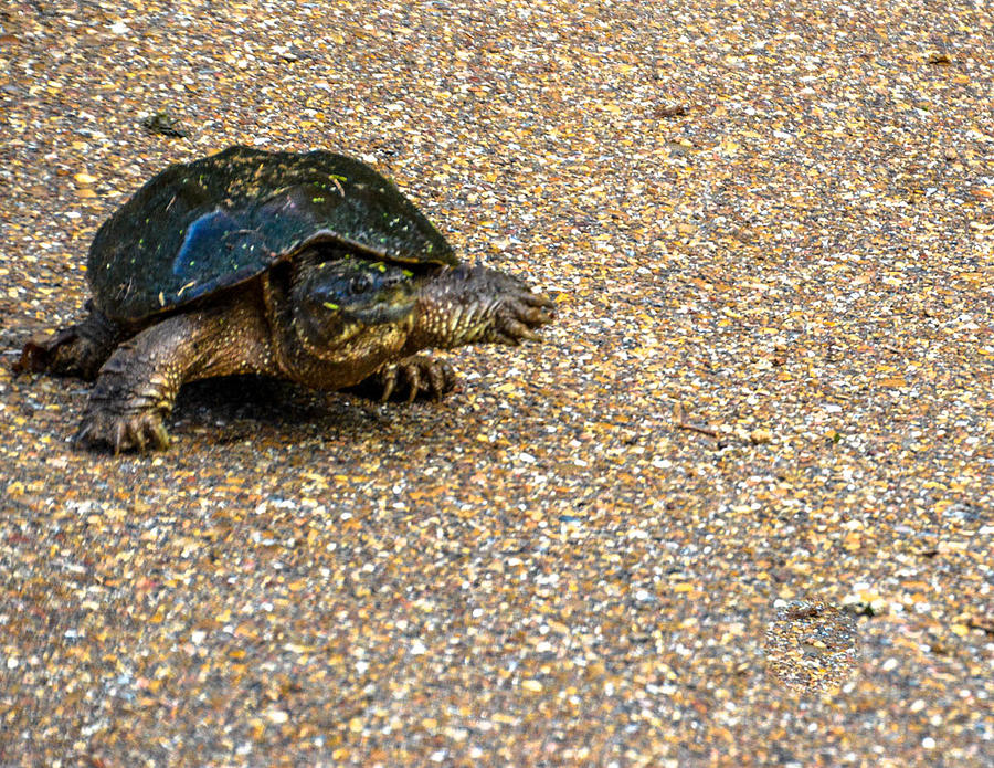 Turtle Crossing The Road Photograph By Pamela Schreckengost - Pixels