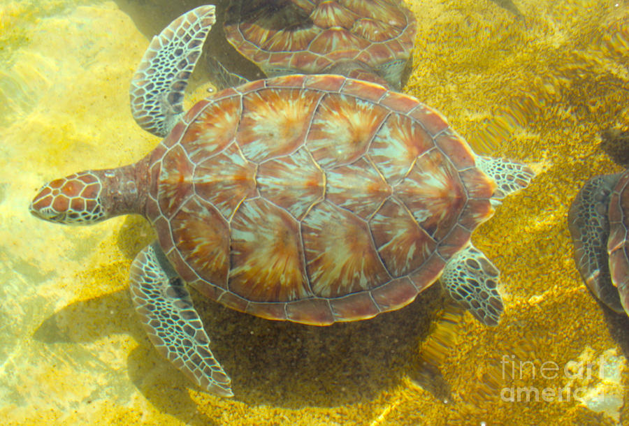 Turtle Day Photograph
