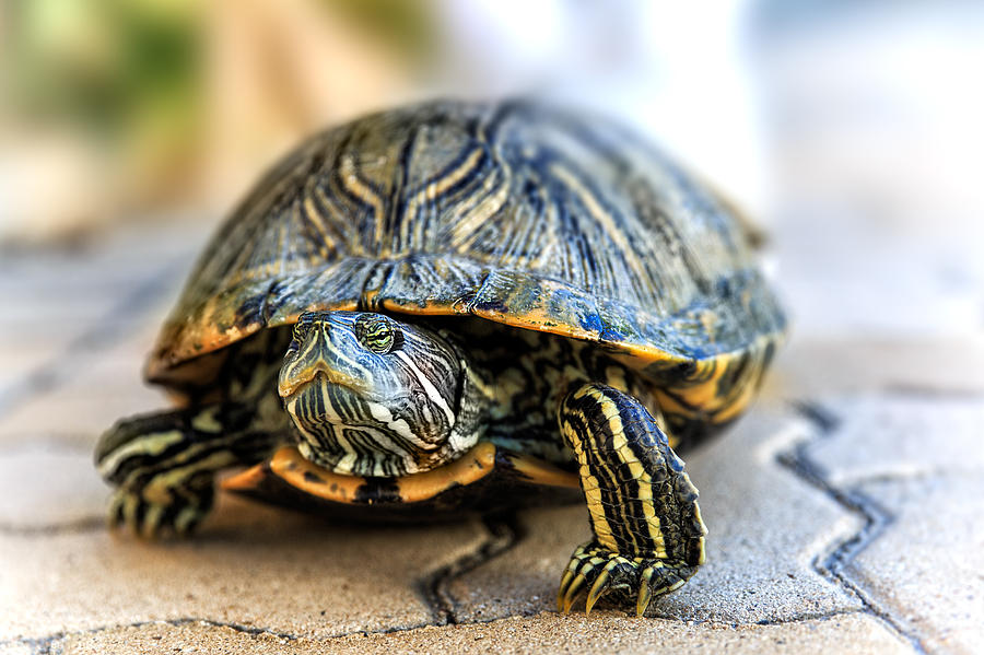 Turtle Photograph by Donna Kirby - Fine Art America