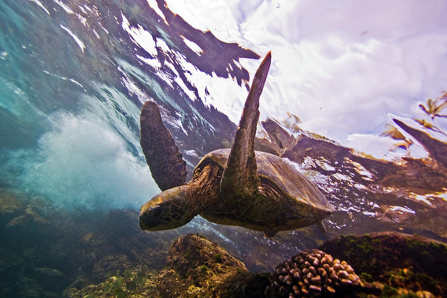 Turtle Photograph by Douglas Klug