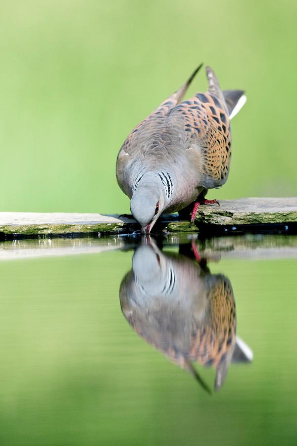 Turtle Dove Drinking Water Photograph by John Devries/science Photo Library