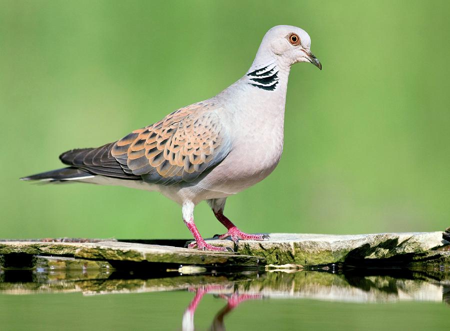 Turtle Dove Photograph by John Devries/science Photo Library