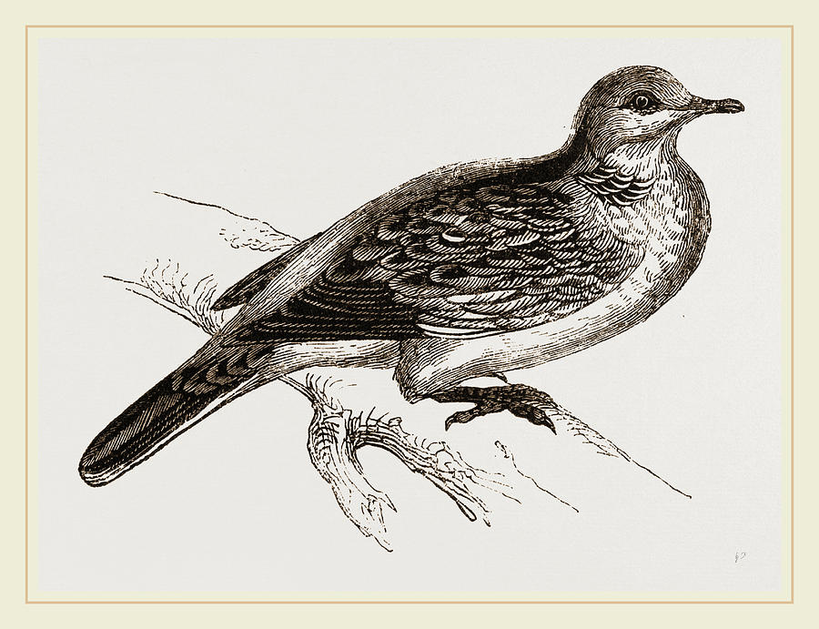 Turtledove Drawing by Litz Collection