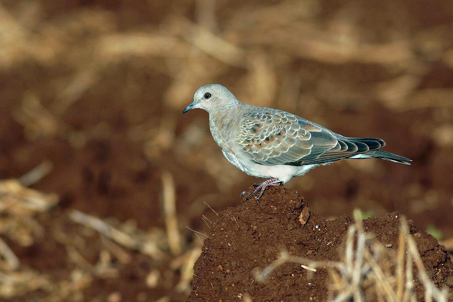 Dove Photograph - Turtle Dove by Photostock-israel/science Photo Library