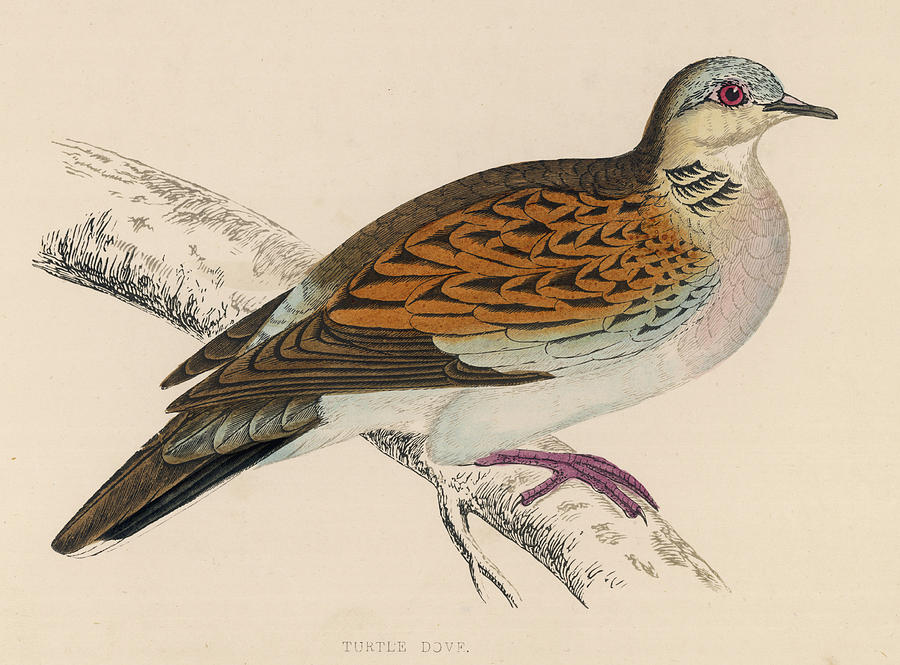 Turtle Dove (turtur Communis) A Summer Drawing by Mary Evans Picture