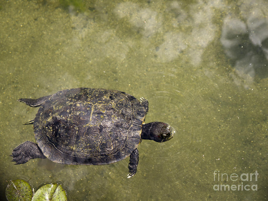 Turtle Dreaming Photograph by Brenda Kean